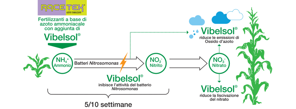 Fertilizzanti a base di azoto ammoniacale con Vibelsol